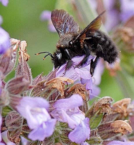 Réf. 274 393 : Xylocopa violacea